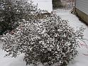 2008-12-07_First_Snow 005